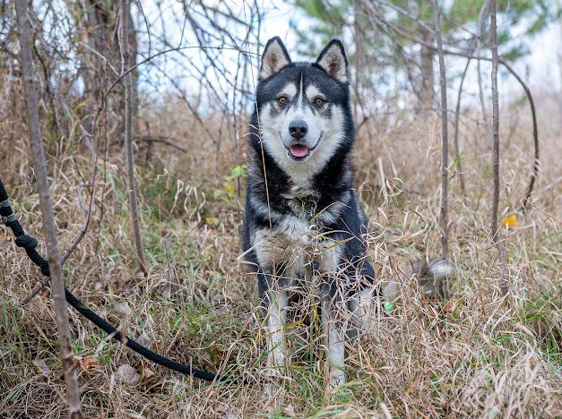 Thor, an adoptable Husky in Blair, NE, 68008 | Photo Image 2