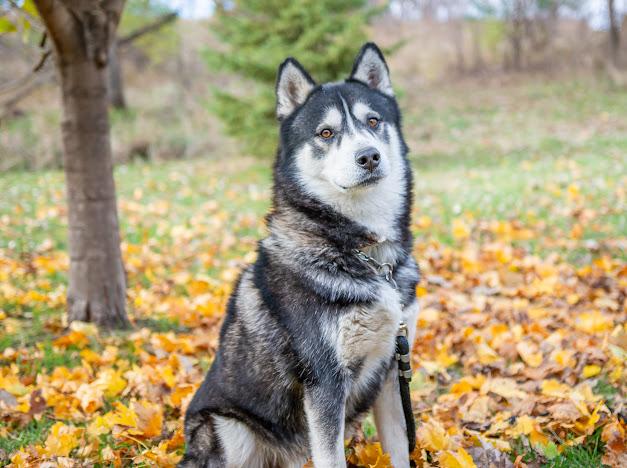 Thor, an adoptable Husky in Blair, NE, 68008 | Photo Image 4