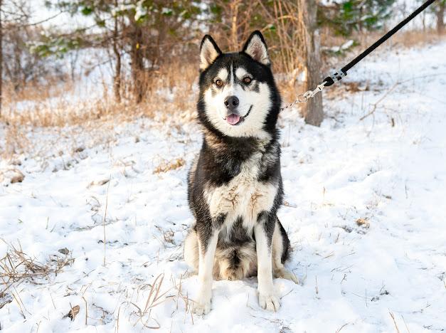 Thor, an adoptable Husky in Blair, NE, 68008 | Photo Image 6