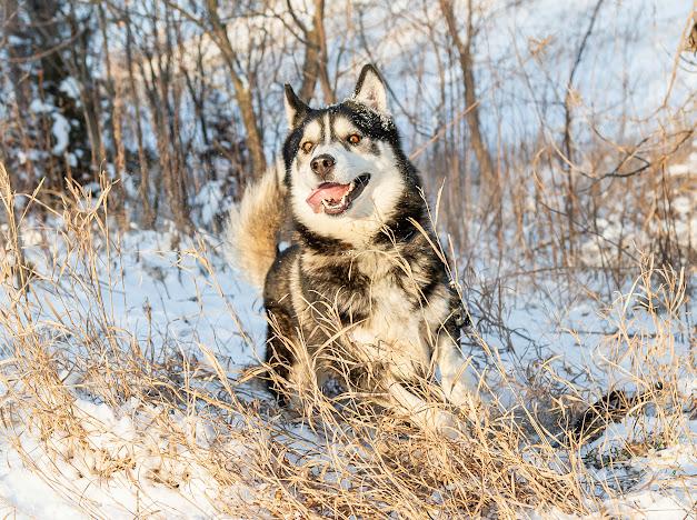 Thor, an adoptable Husky in Blair, NE, 68008 | Photo Image 5