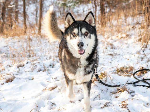 Thor, an adoptable Husky in Blair, NE, 68008 | Photo Image 1