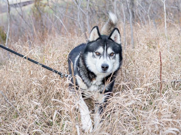 Thor, an adoptable Husky in Blair, NE, 68008 | Photo Image 3