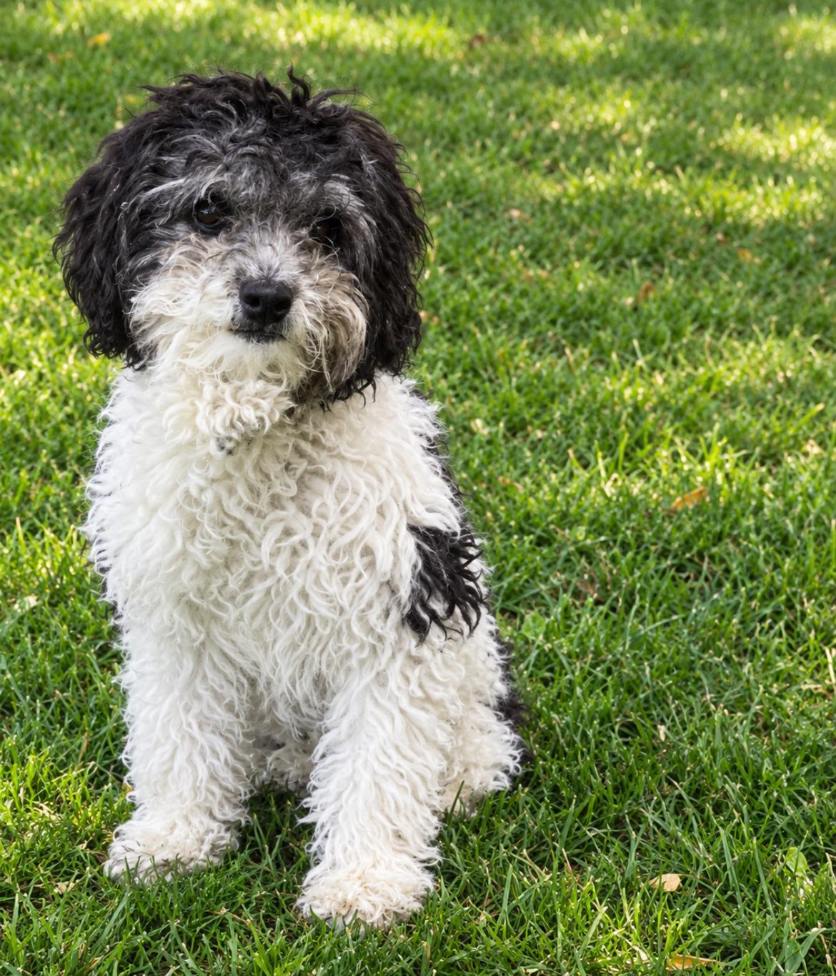 Sacha, Adopted, Puppy Female Miniature Poodle & Shih Tzu.