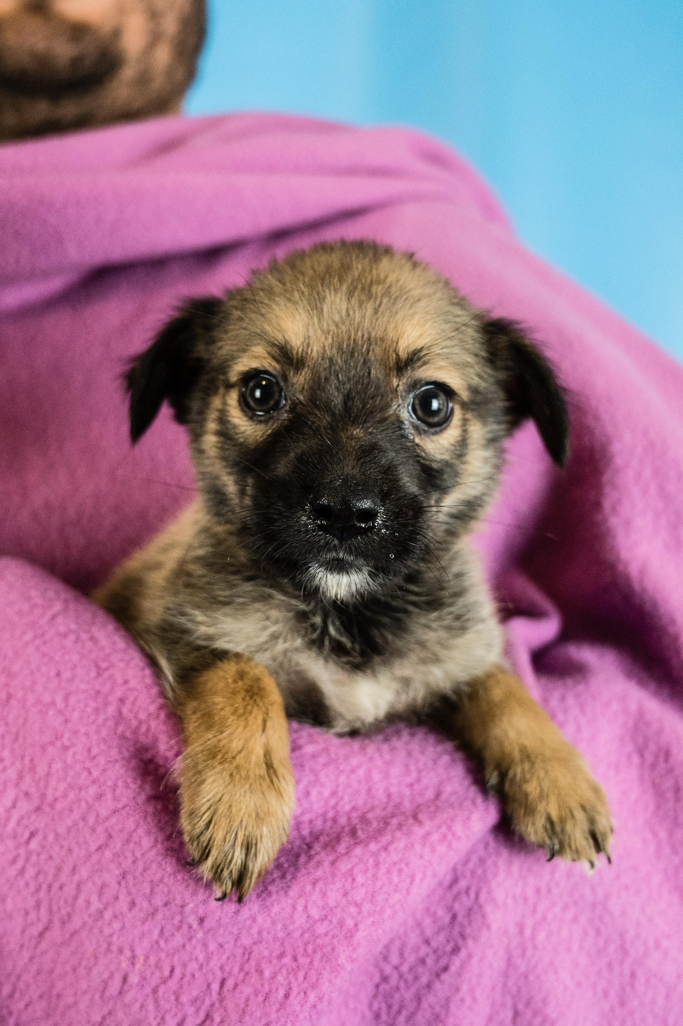 Beatrice thumbnail 2