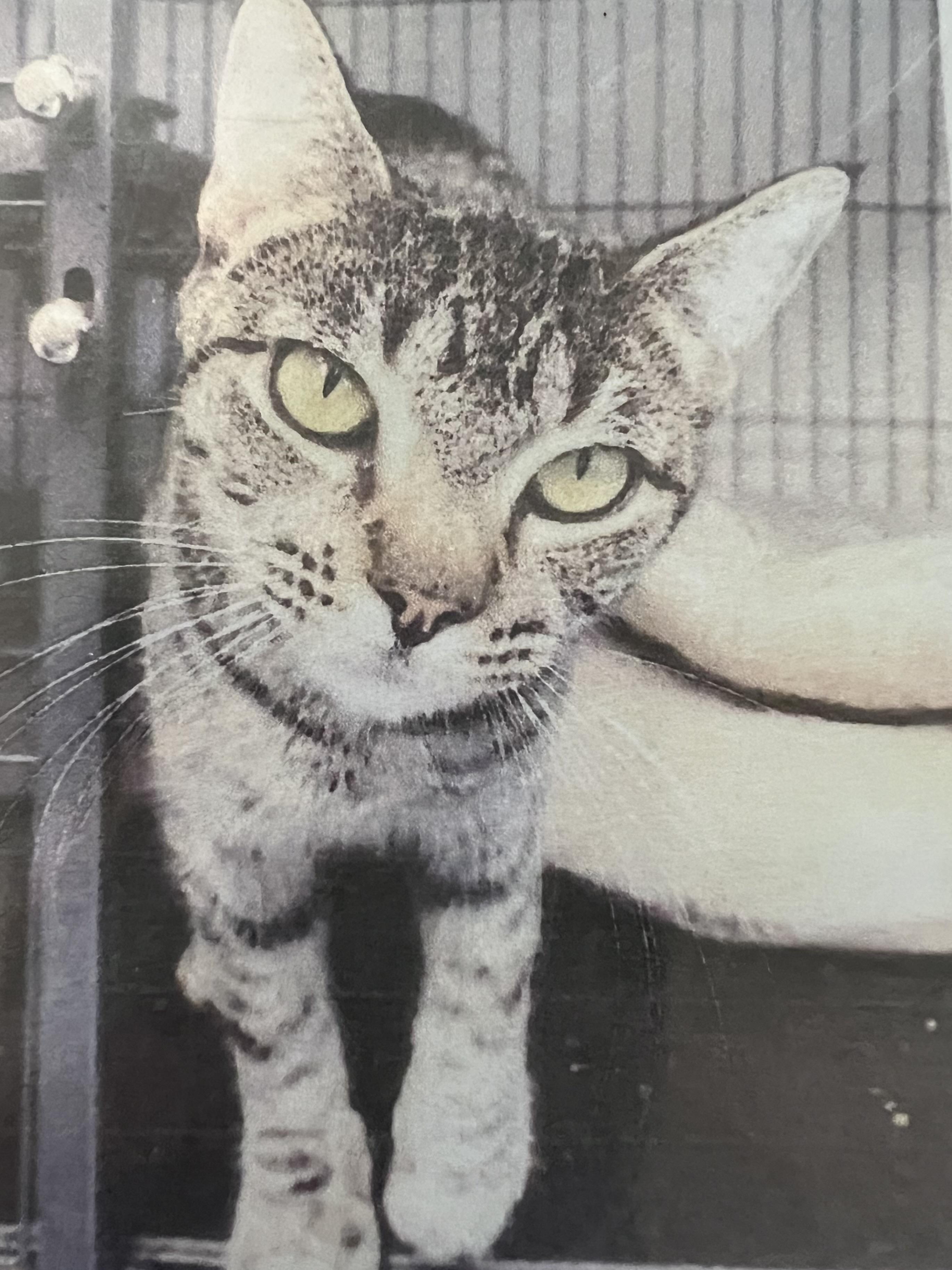 Juno, adopted, Adult Female Domestic Short Hair.