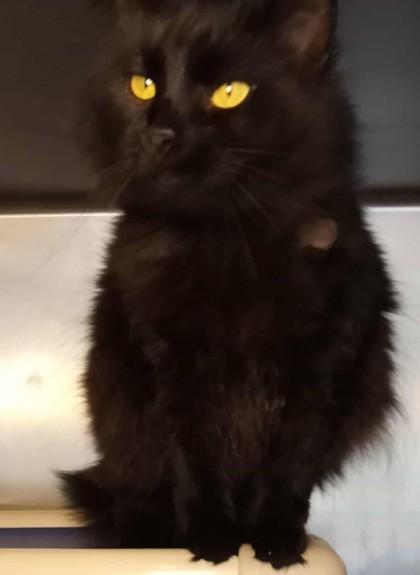 Enlarge Ebony, an adopted mixed breed in Waupaca, WI image 1/1