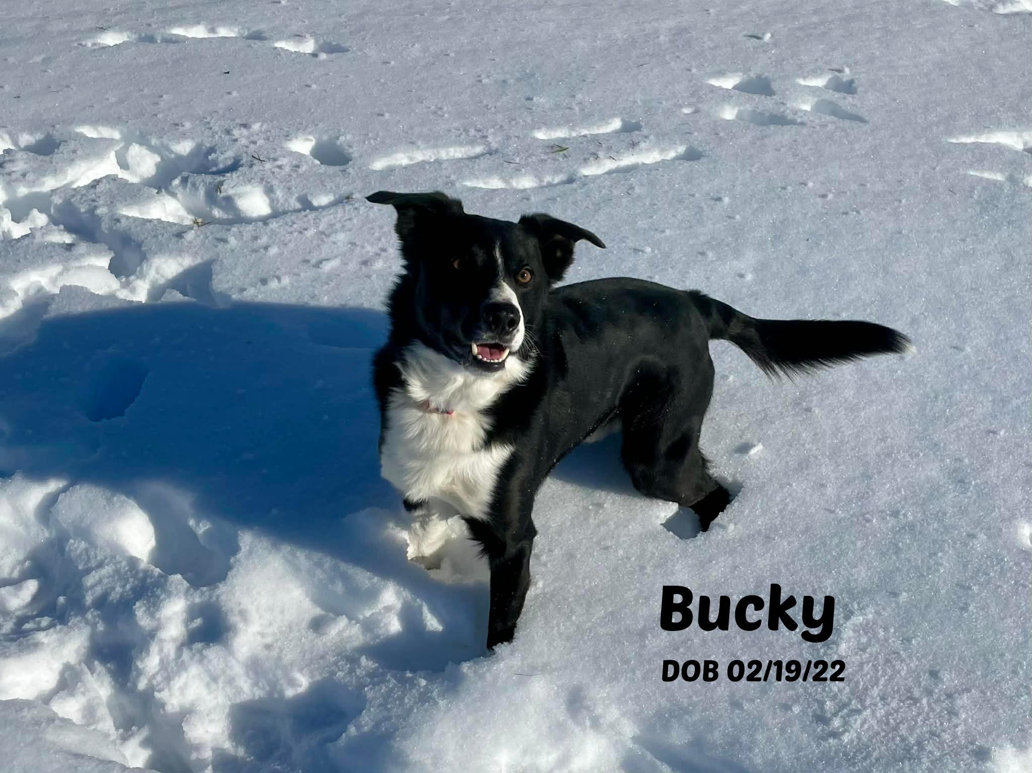 Enlarge Bucky, a ADOPTABLE Border Collie in Seymour, IN image 1/4