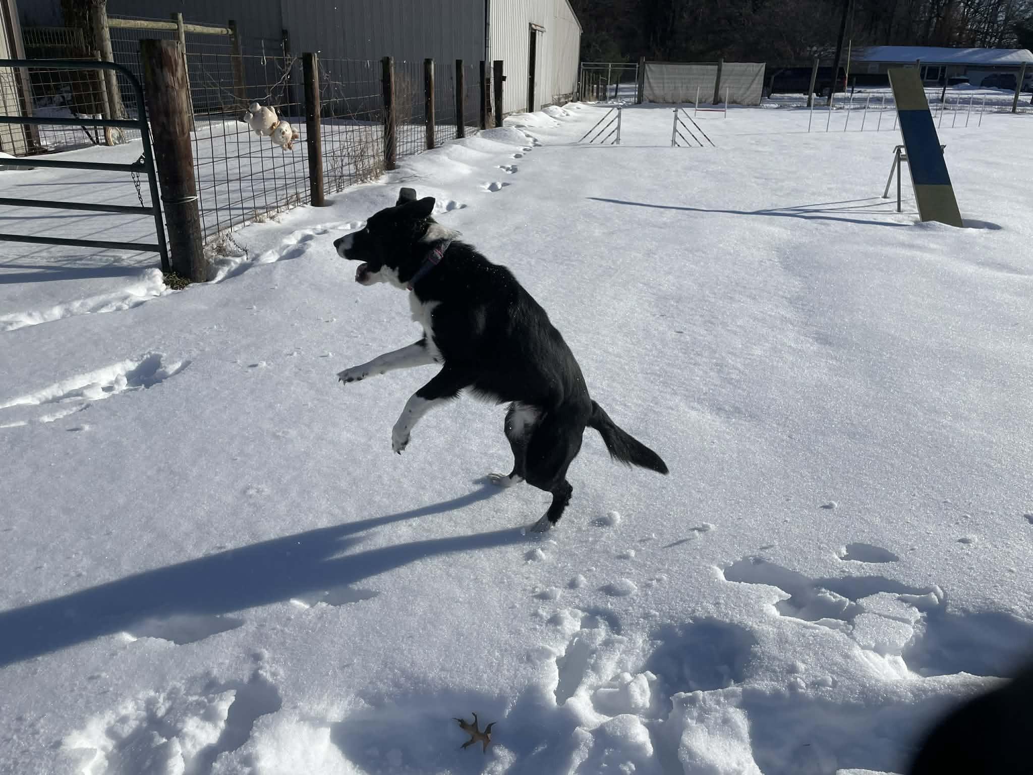 Enlarge Bucky, a ADOPTABLE Border Collie in Seymour, IN image 2/4