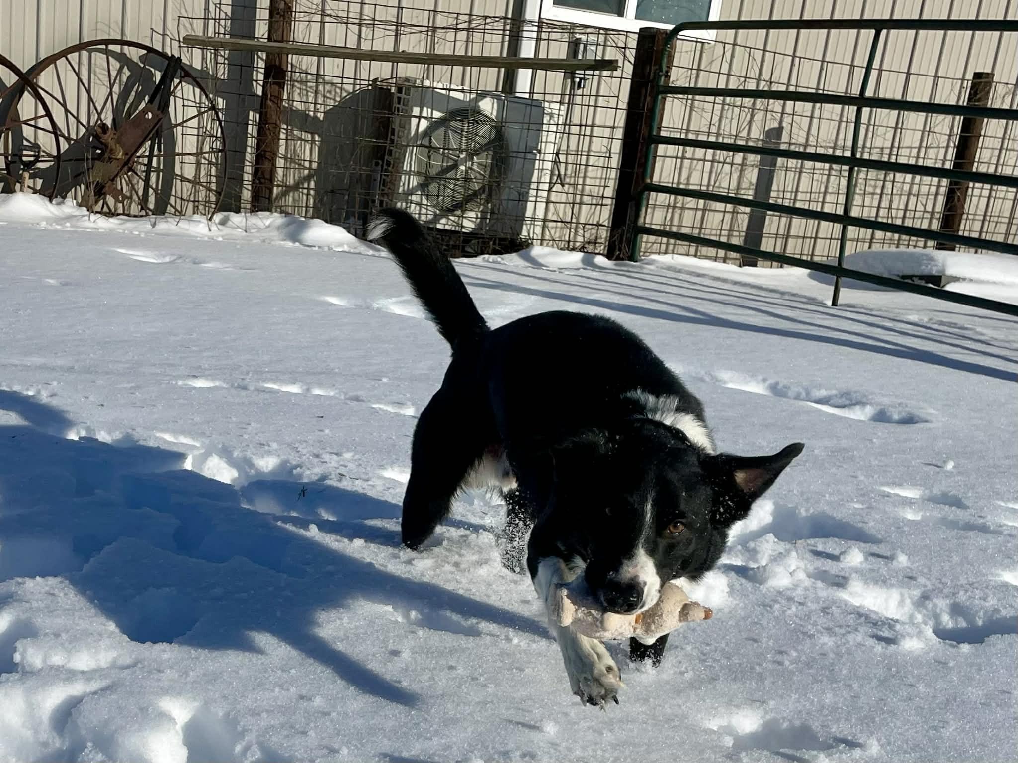 Enlarge Bucky, a ADOPTABLE Border Collie in Seymour, IN image 4/4