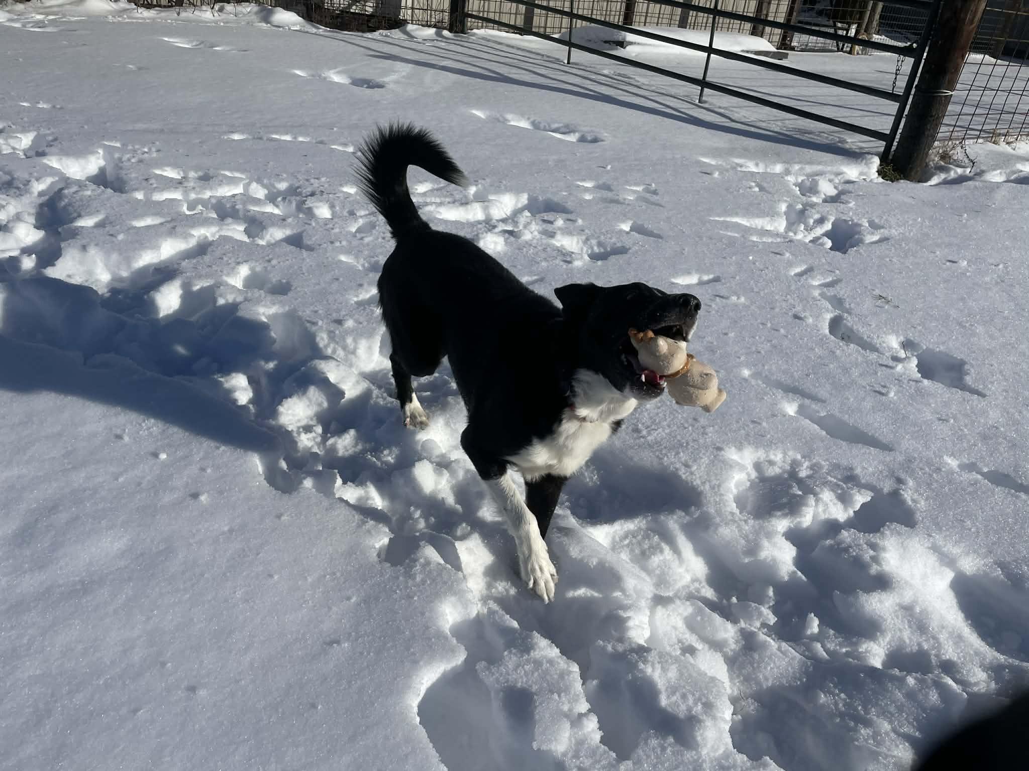 Enlarge Bucky, a ADOPTABLE Border Collie in Seymour, IN image 3/4