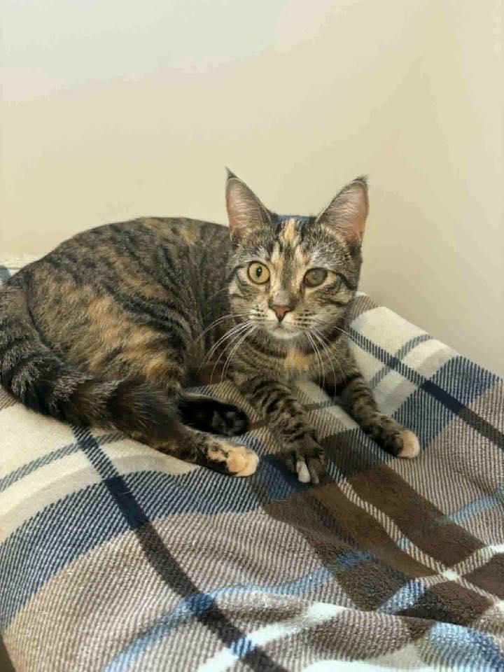 Merry 25-099, ADOPTABLE, Young Female Domestic Short Hair.