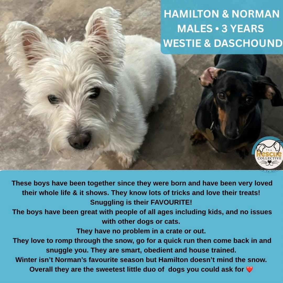 Hamilton & Norman, adopted, Adult Male Dachshund & West Highland White Terrier / Westie.