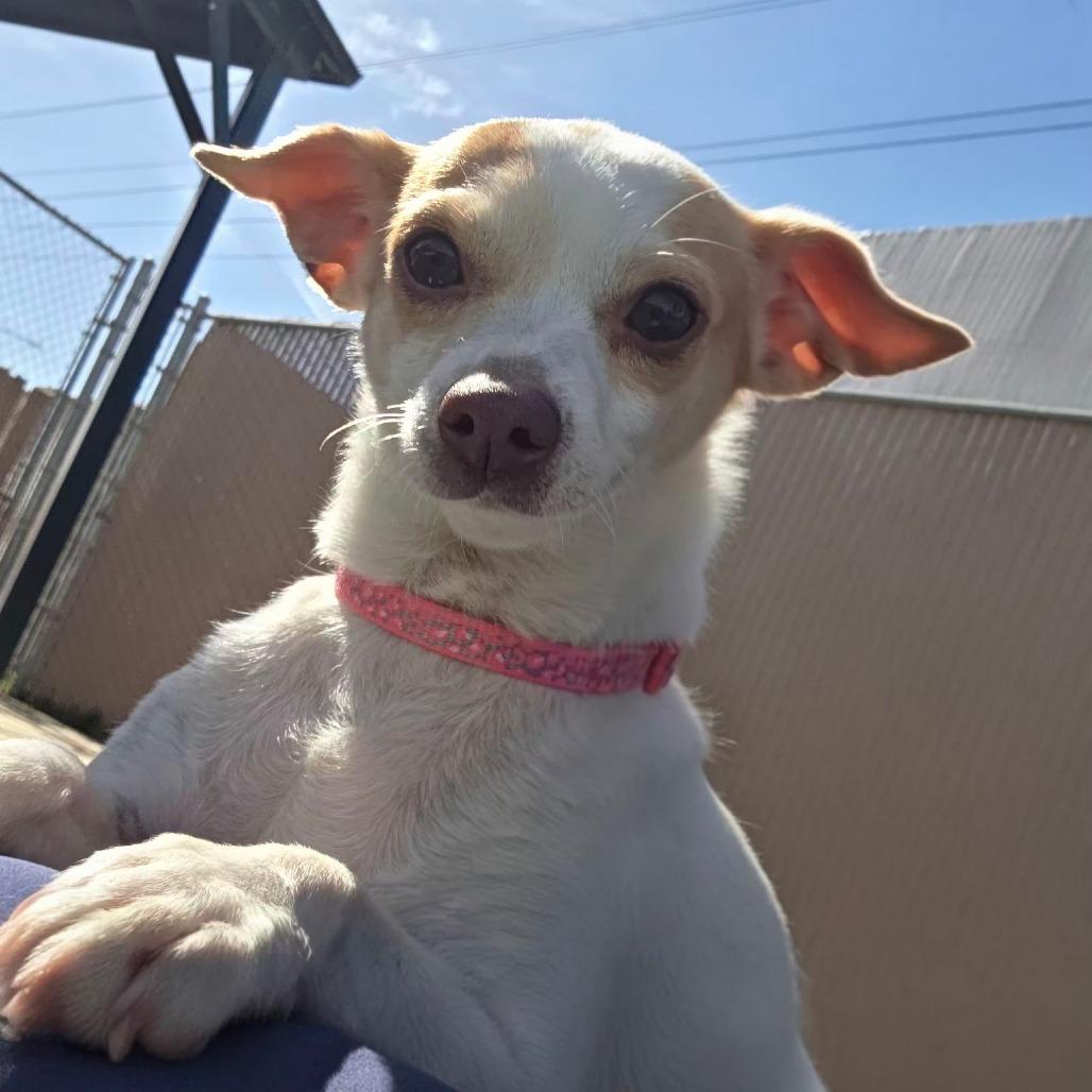Enlarge Ella, a Adoptable mixed breed in Santa Barbara, CA image 1/6