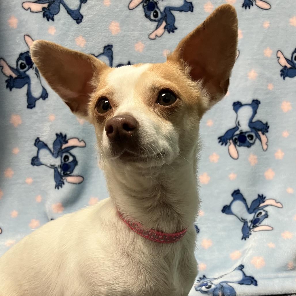 Ella, Adoptable, Adult Female Chihuahua & Terrier.