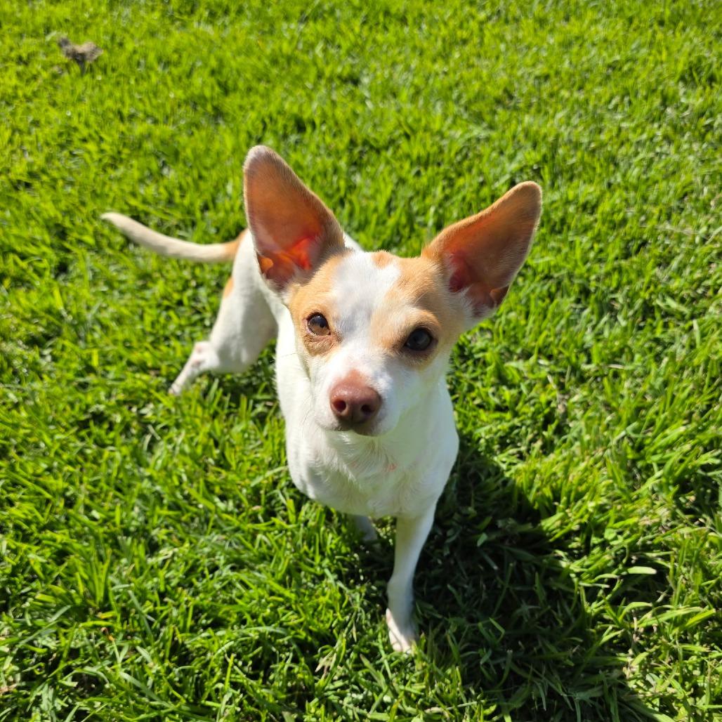 Enlarge Ella, a Adoptable mixed breed in Santa Barbara, CA image 3/6
