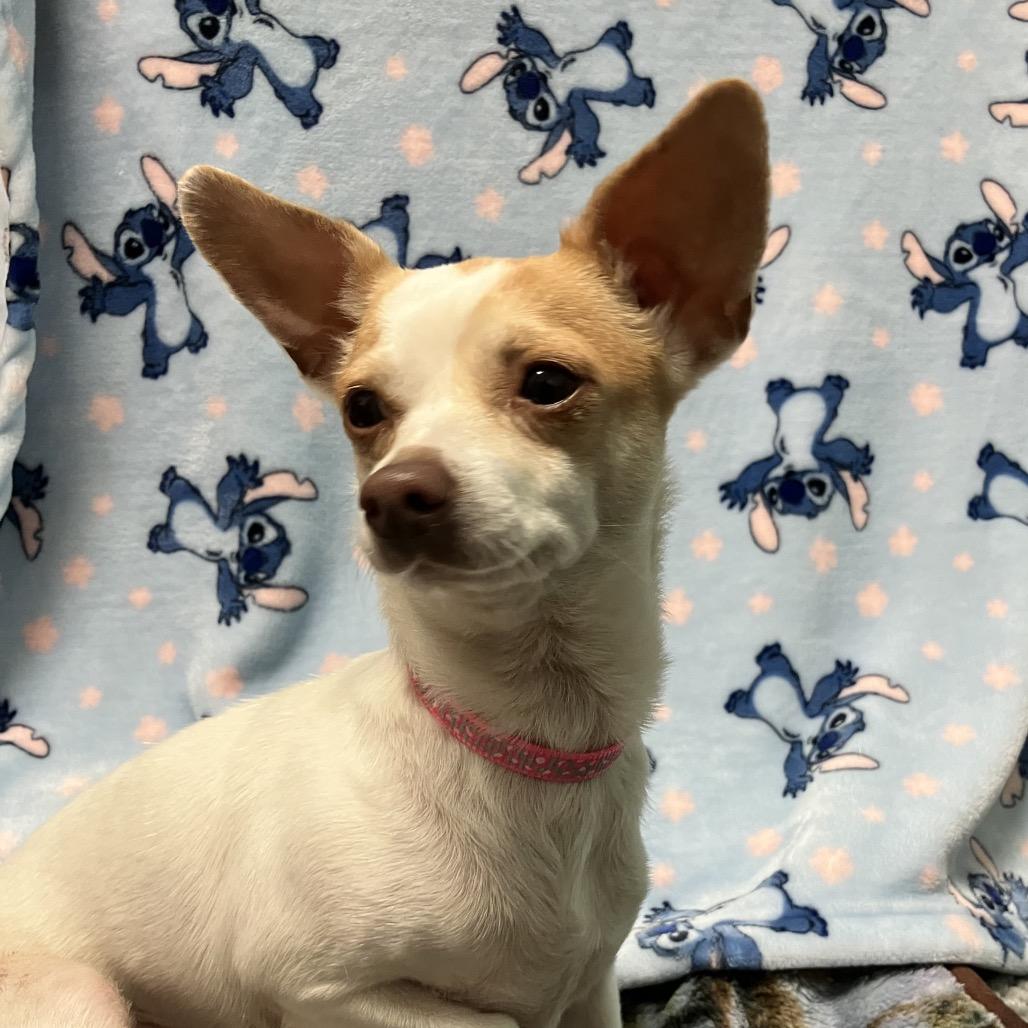 Enlarge Ella, a Adoptable mixed breed in Santa Barbara, CA image 2/3