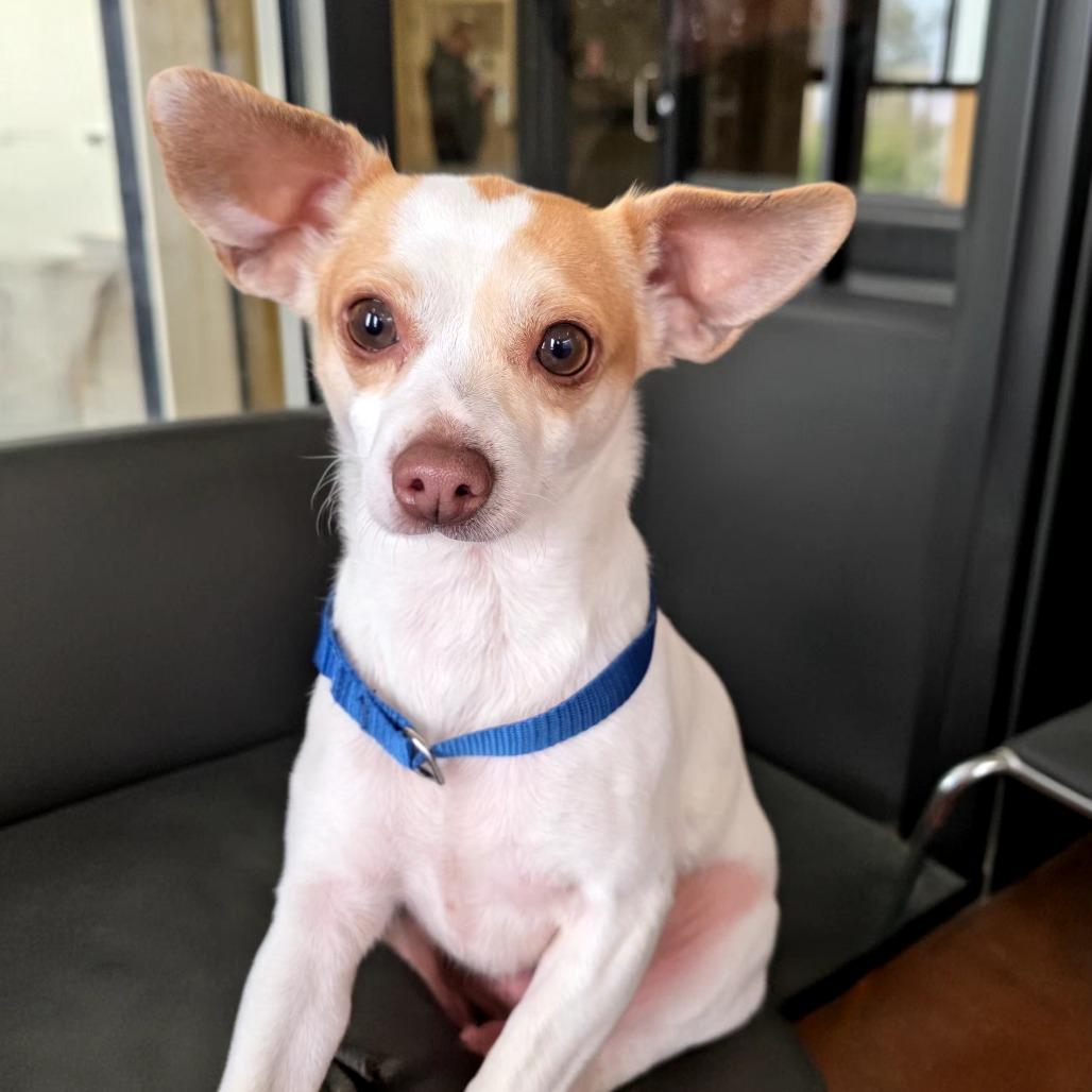 Enlarge Ella, a Adoptable mixed breed in Santa Barbara, CA image 3/3