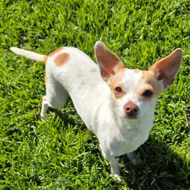 Enlarge Ella, a Adoptable mixed breed in Santa Barbara, CA image 6/6