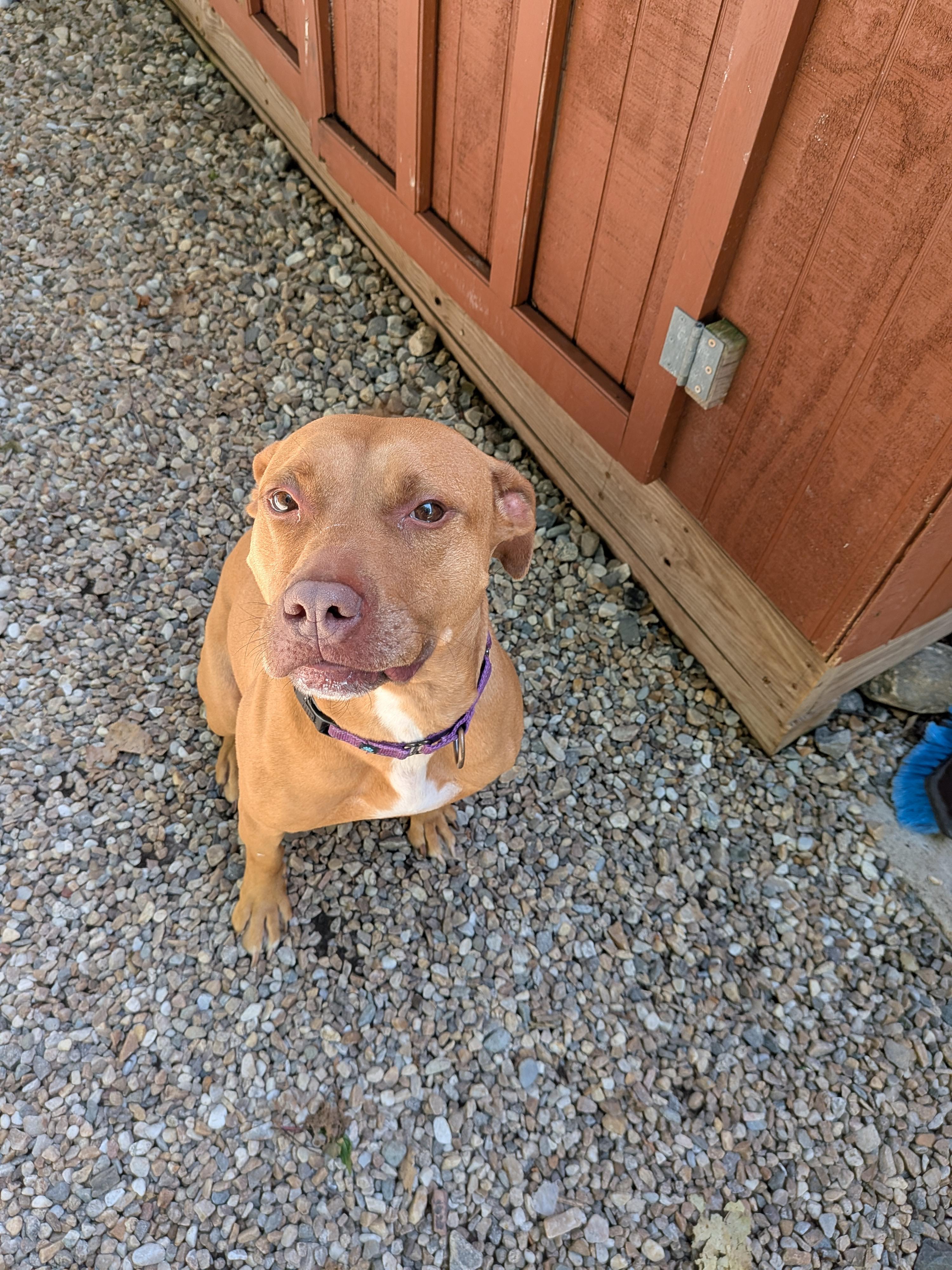 Betty, Adoptable, Adult Female American Staffordshire Terrier.
