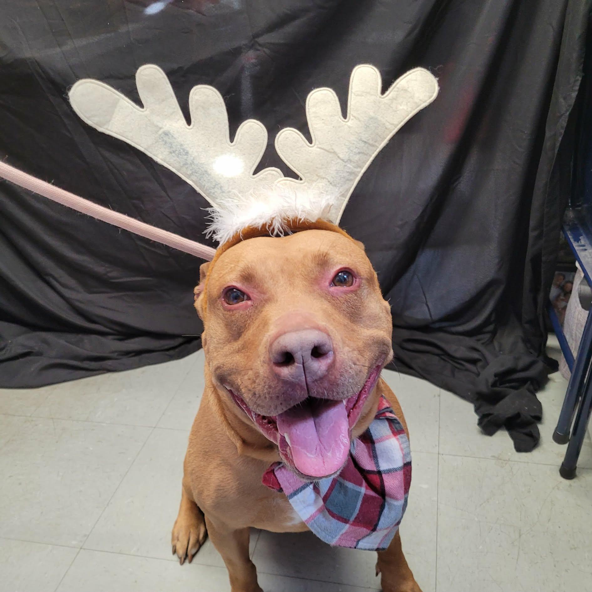 Enlarge Betty, a Adoptable mixed breed in Middlebury, CT image 2/3