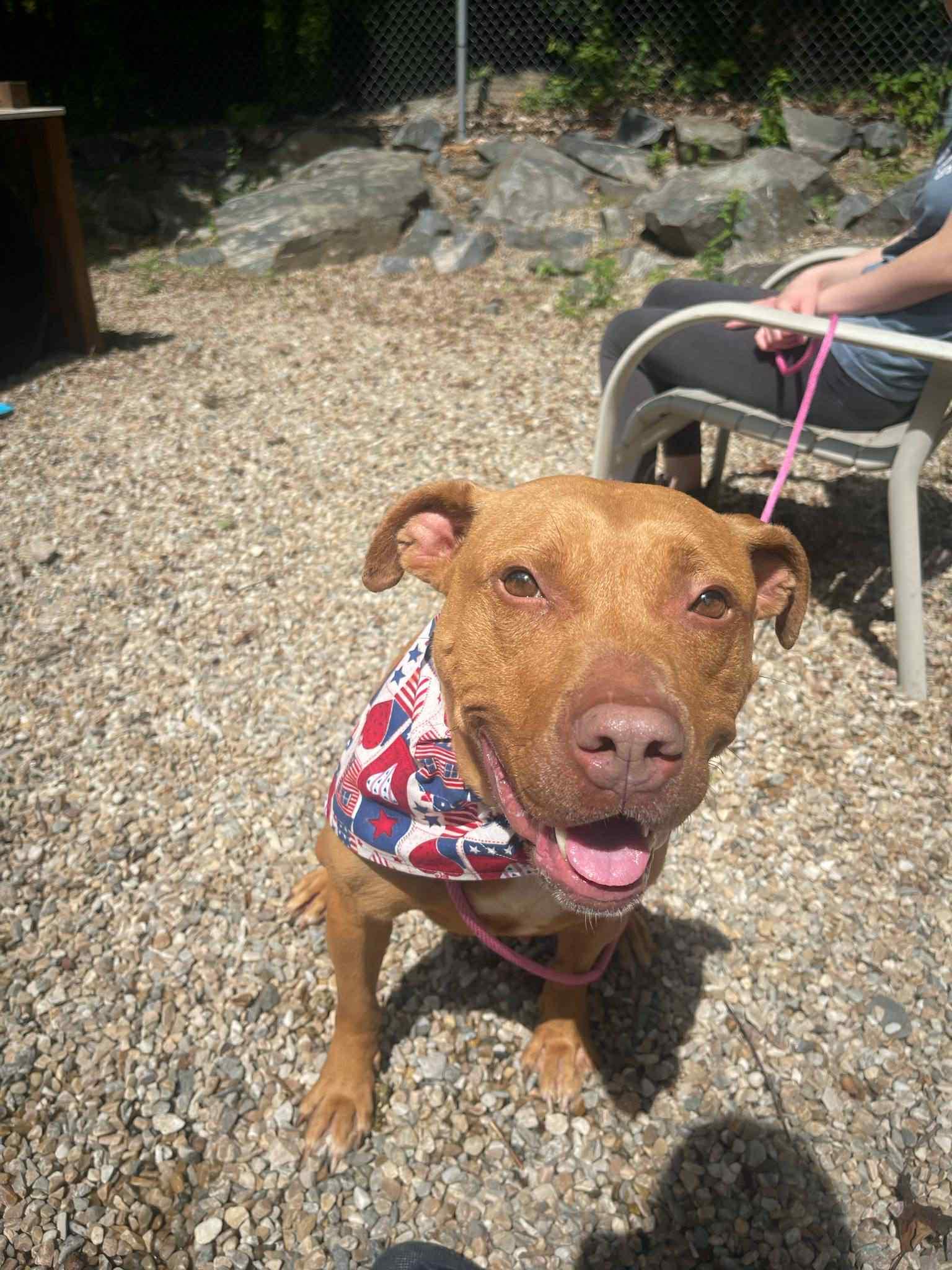 Betty, Adoptable, Adult Female American Staffordshire Terrier.