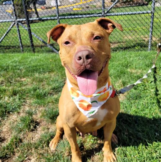 Enlarge Betty, a Adoptable mixed breed in Middlebury, CT image 3/3