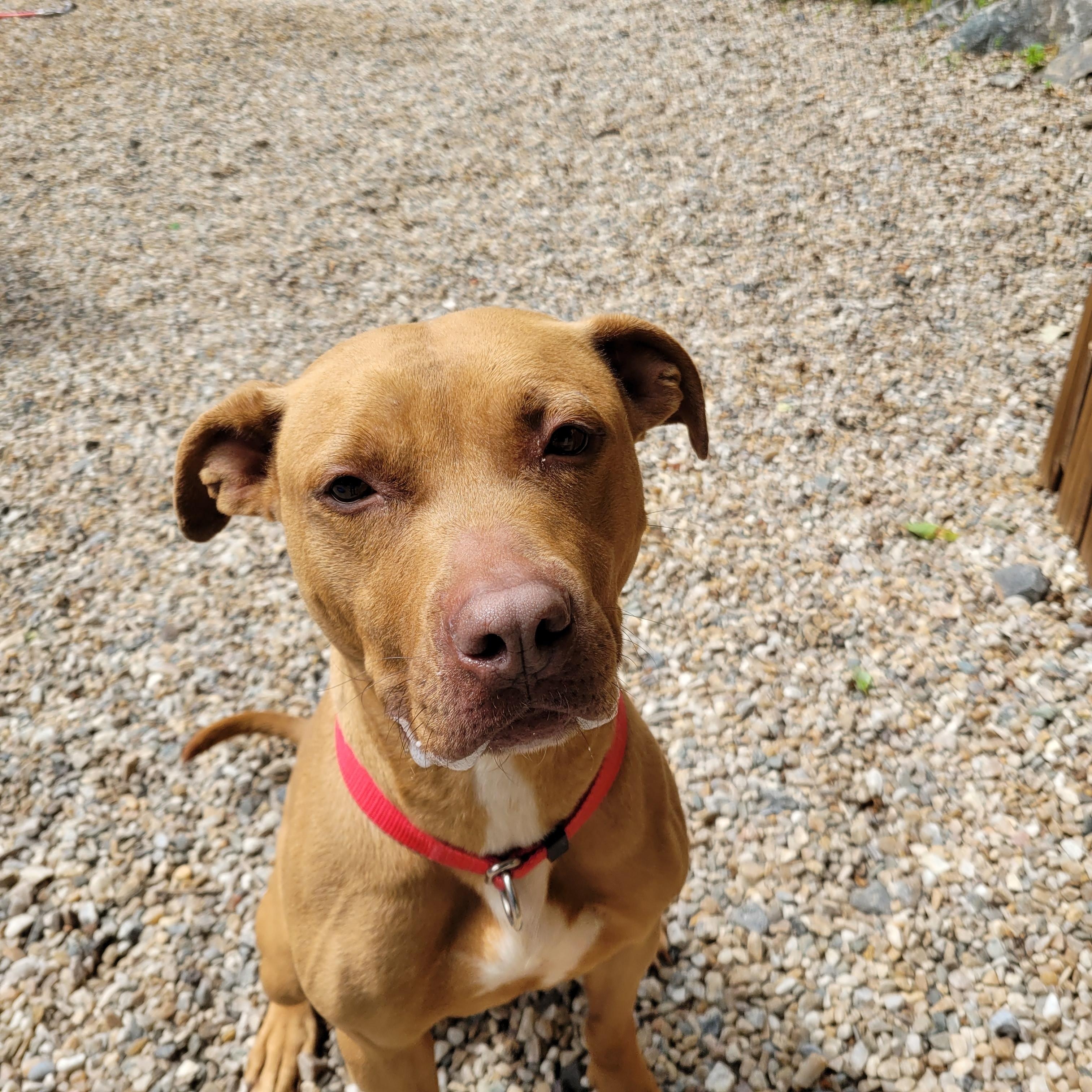 Betty, a Adoptable mixed breed in Middlebury, CT image 2/2