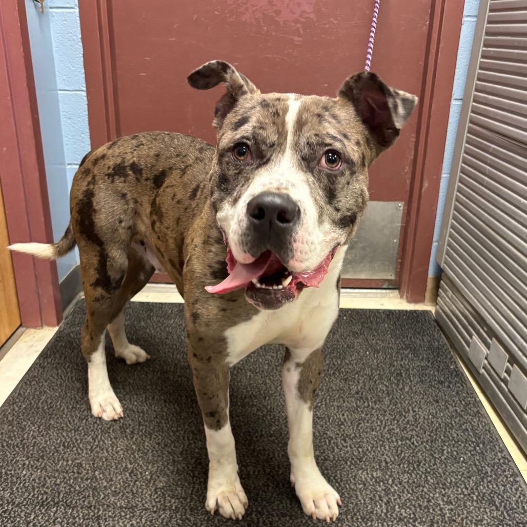 Skittles, Adoptable, Adult Male Pit Bull Terrier & Mixed Breed.