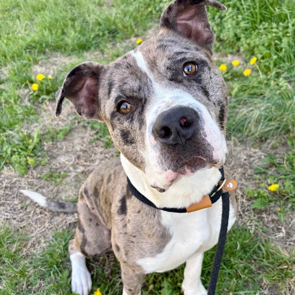 Enlarge Skittles, a Adoptable mixed breed in St Joseph, MO image 2/2