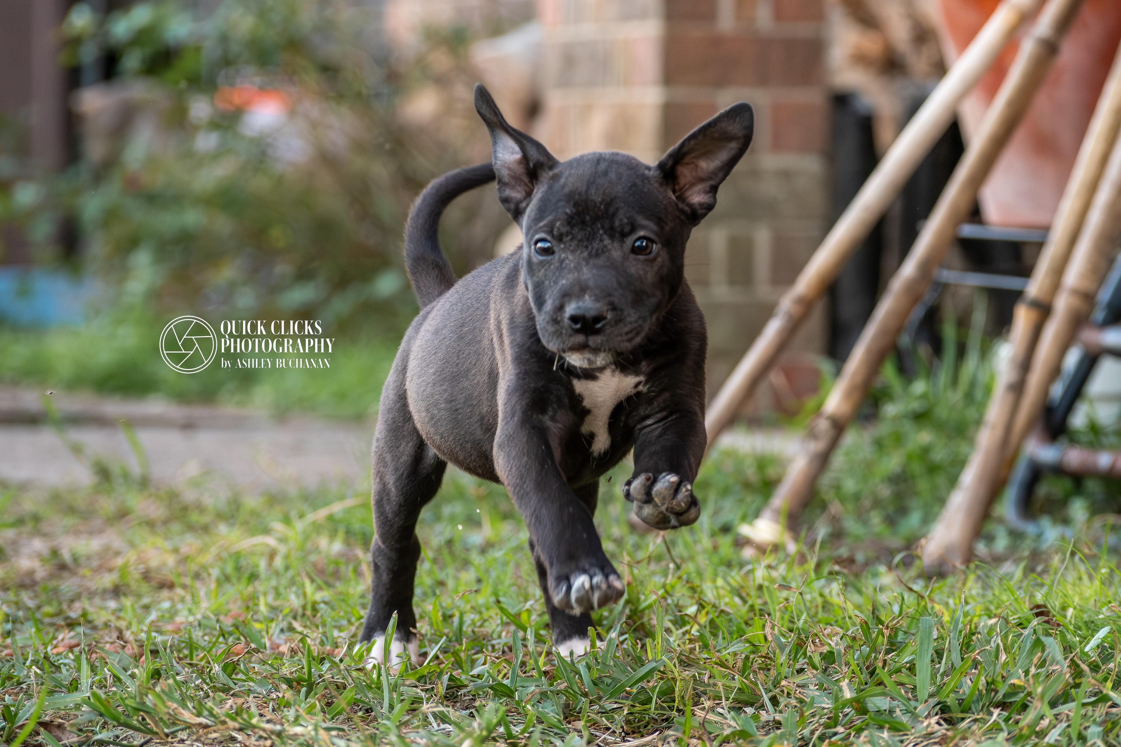 Emerald, ADOPTABLE, Puppy Female American Staffordshire Terrier.