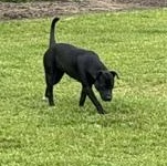 Enlarge Emerald - Transport Available, a Adoptable mixed breed in Brazoria, TX image 4/4