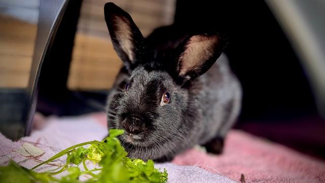 BLOSSOM, Adoptable, Young Female Bunny Rabbit.