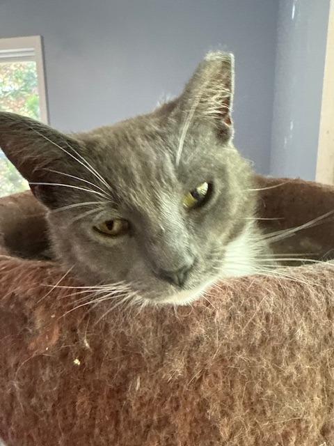 Enlarge Pumpkin, a Adoptable mixed breed in Pitman, NJ image 1/2