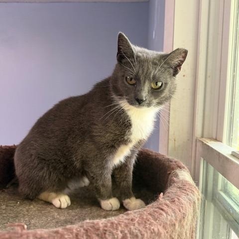 Pumpkin, Adoptable, Young Female Domestic Short Hair.