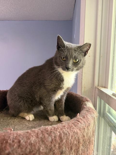 Enlarge Pumpkin, a Adoptable mixed breed in Pitman, NJ image 2/2