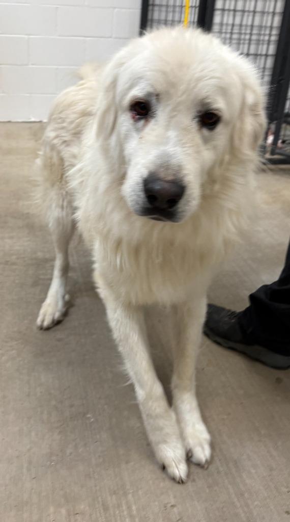 Enlarge Tiny, a Adoptable Great Pyrenees in Gillette, WY image 1/2