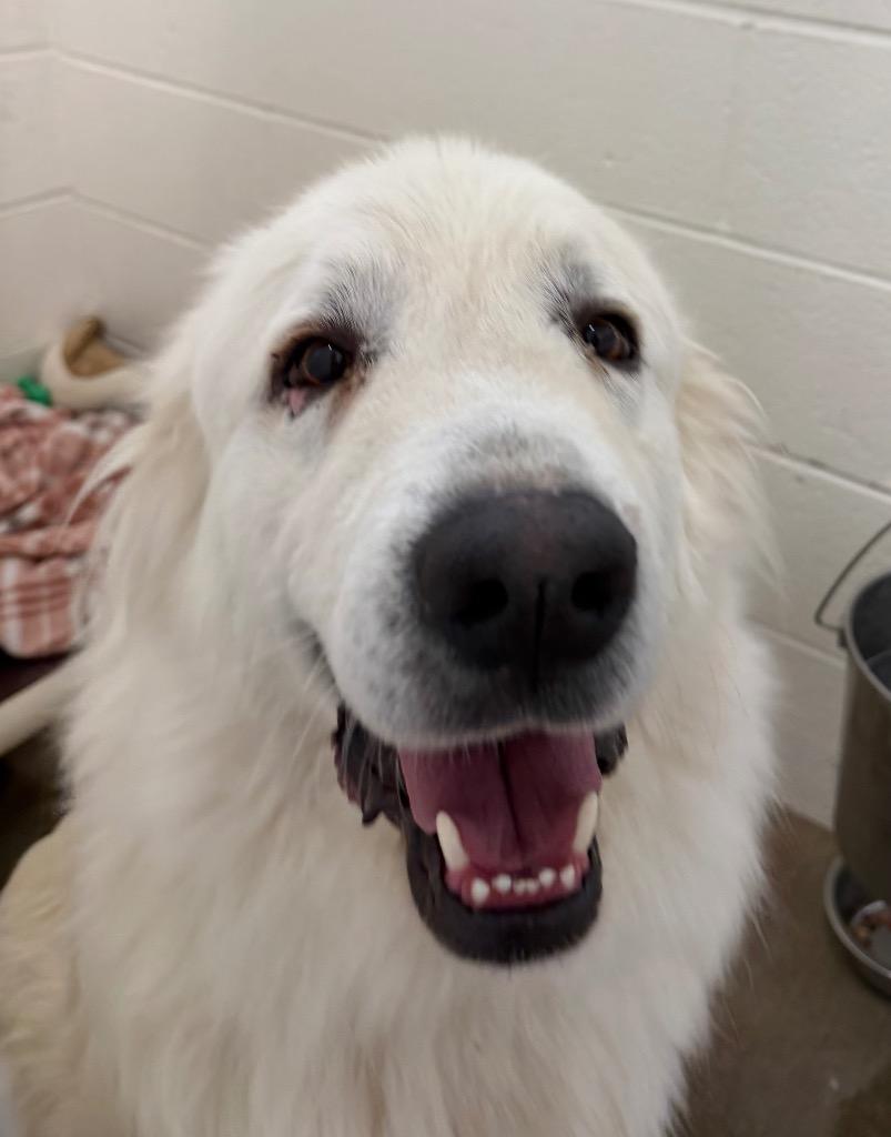Enlarge Tiny, a Adoptable Great Pyrenees in Gillette, WY image 2/2