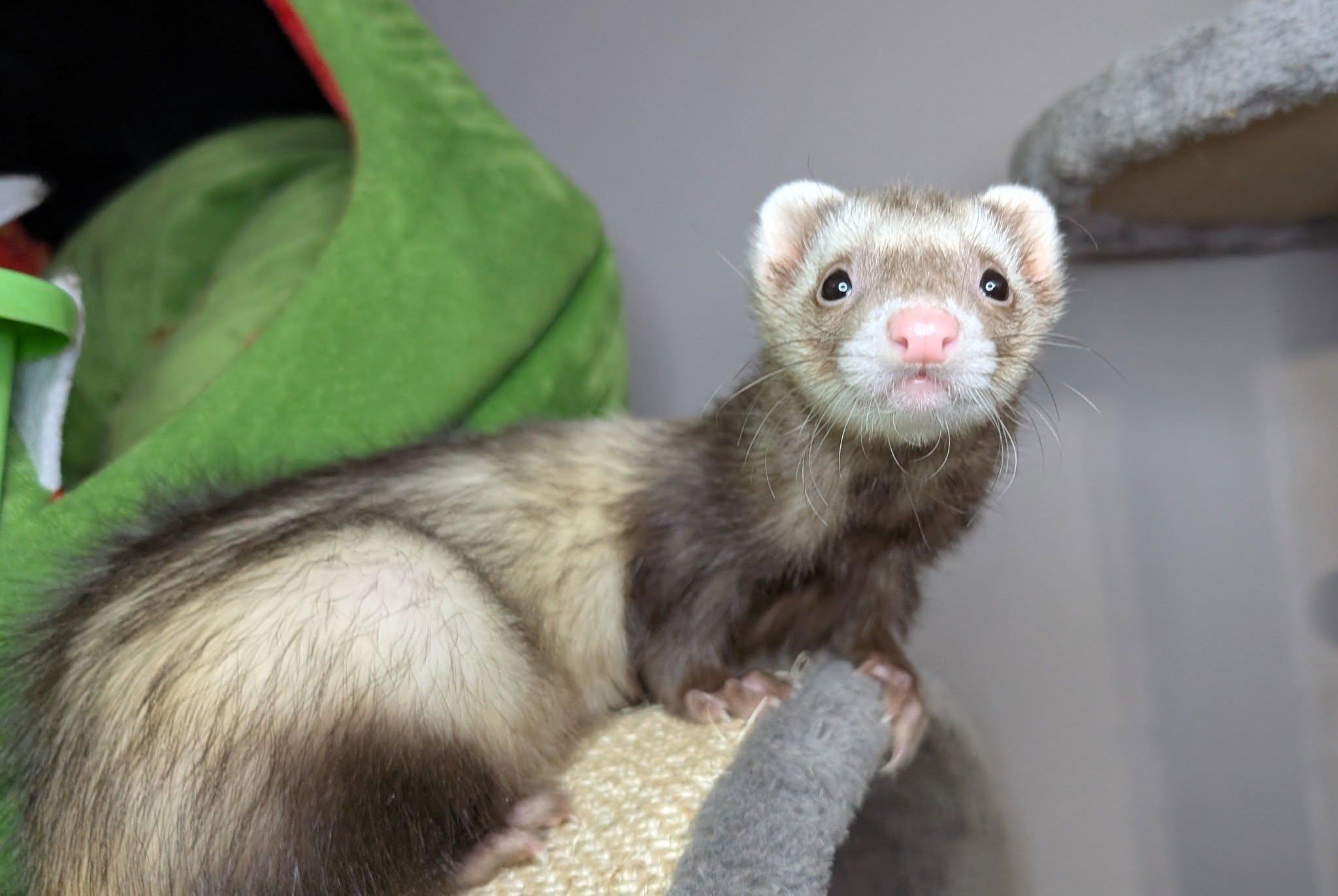 Xillo and Mr Gipps, a Adopted Ferret in Cleveland, OH image 4/5