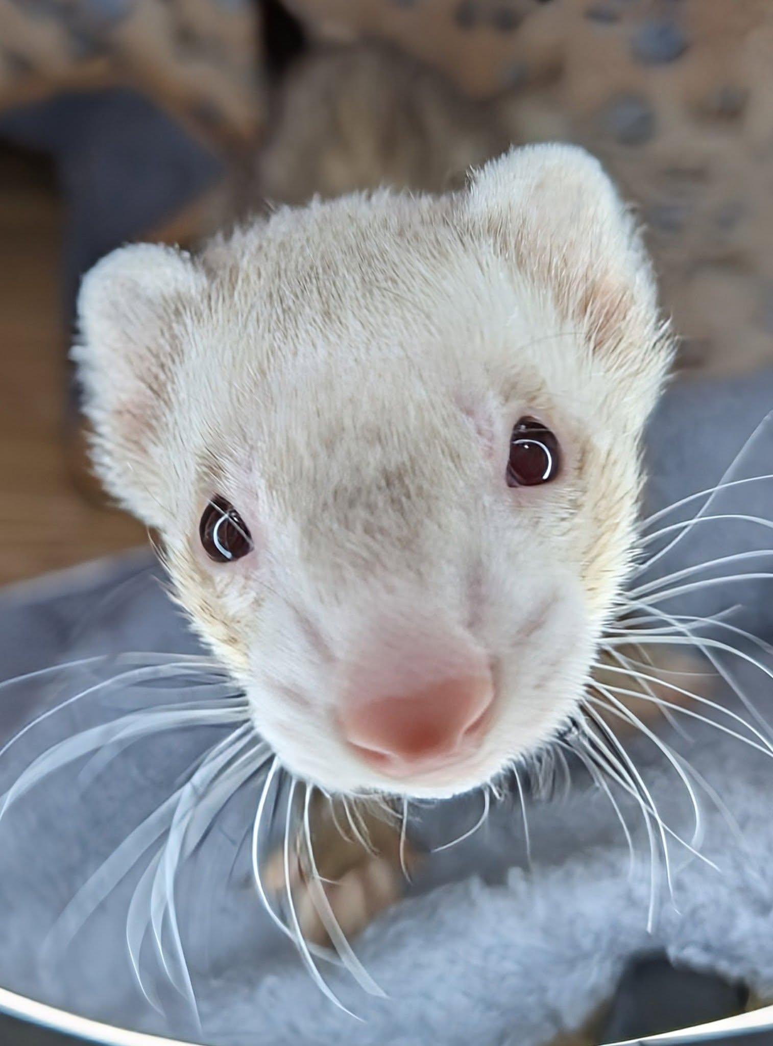 Xillo and Mr Gipps, a Adopted Ferret in Cleveland, OH image 2/5