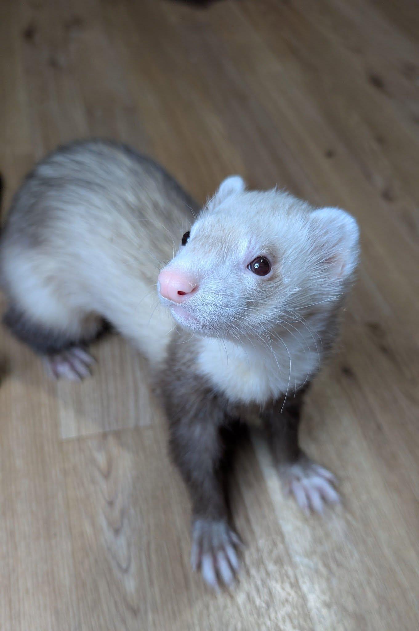 Xillo and Mr Gipps, a Adopted Ferret in Cleveland, OH image 5/5