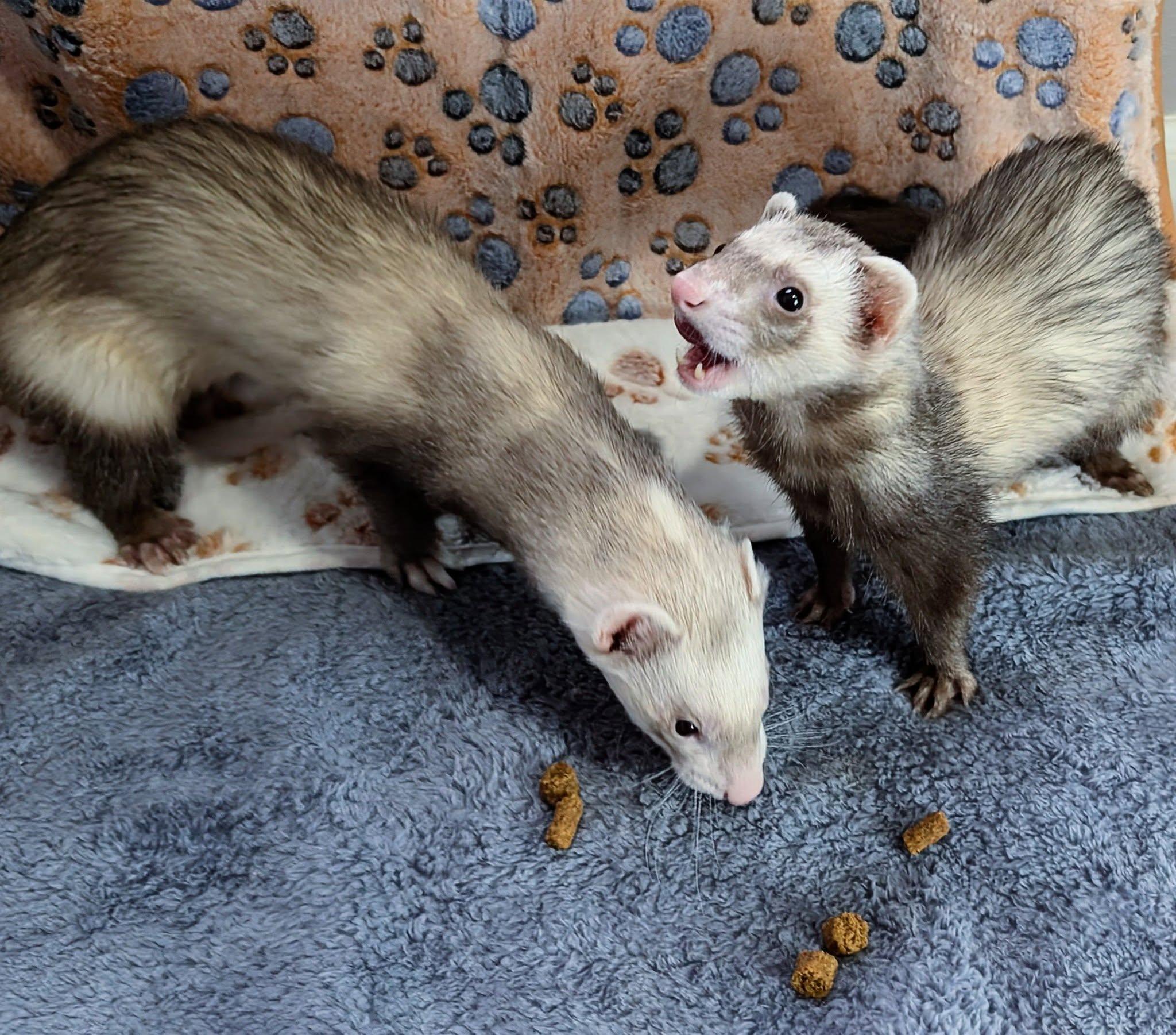 Xillo and Mr Gipps, Adopted, Adult Female Ferret.