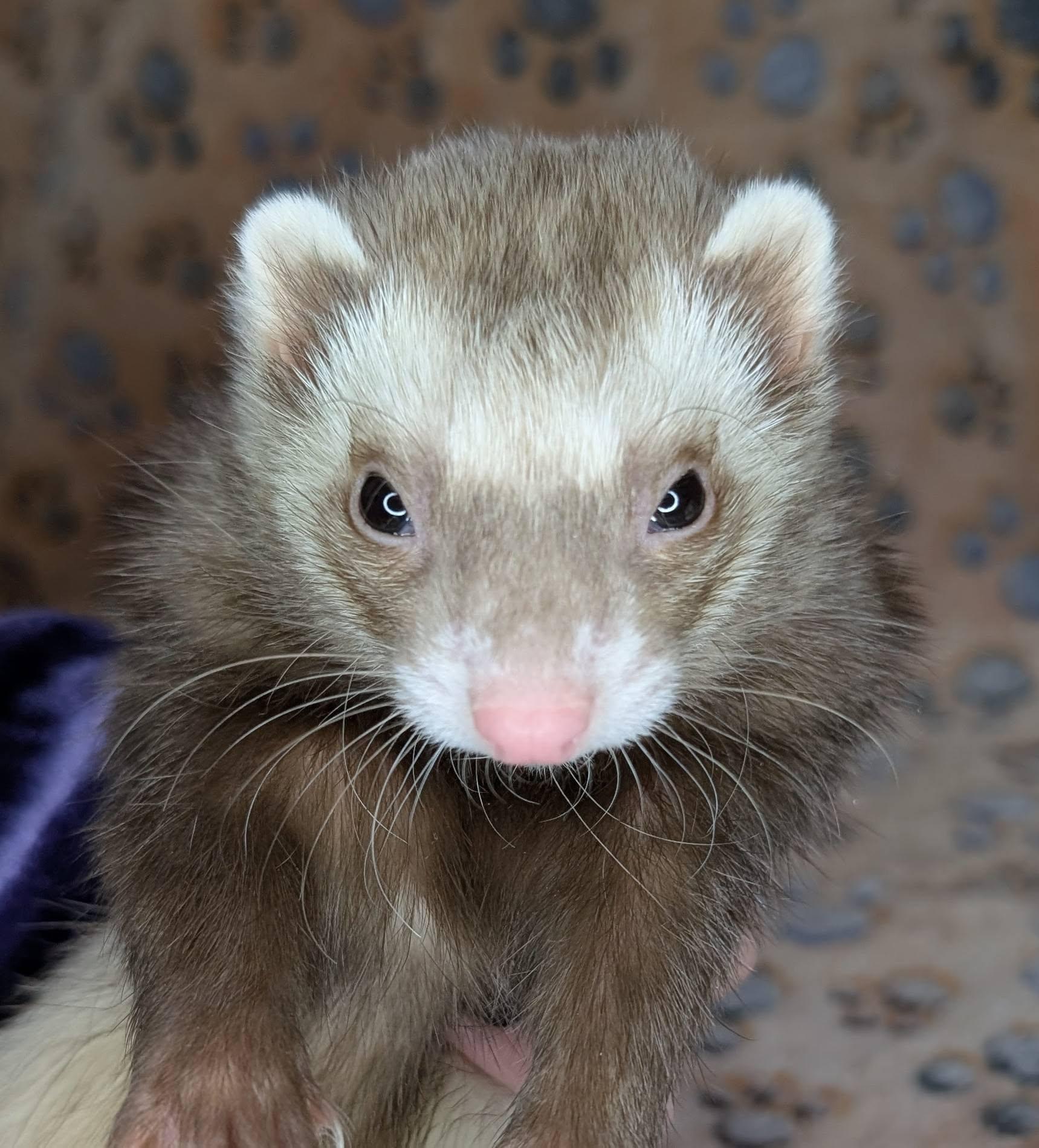 Xillo and Mr Gipps, a Adopted Ferret in Cleveland, OH image 3/5