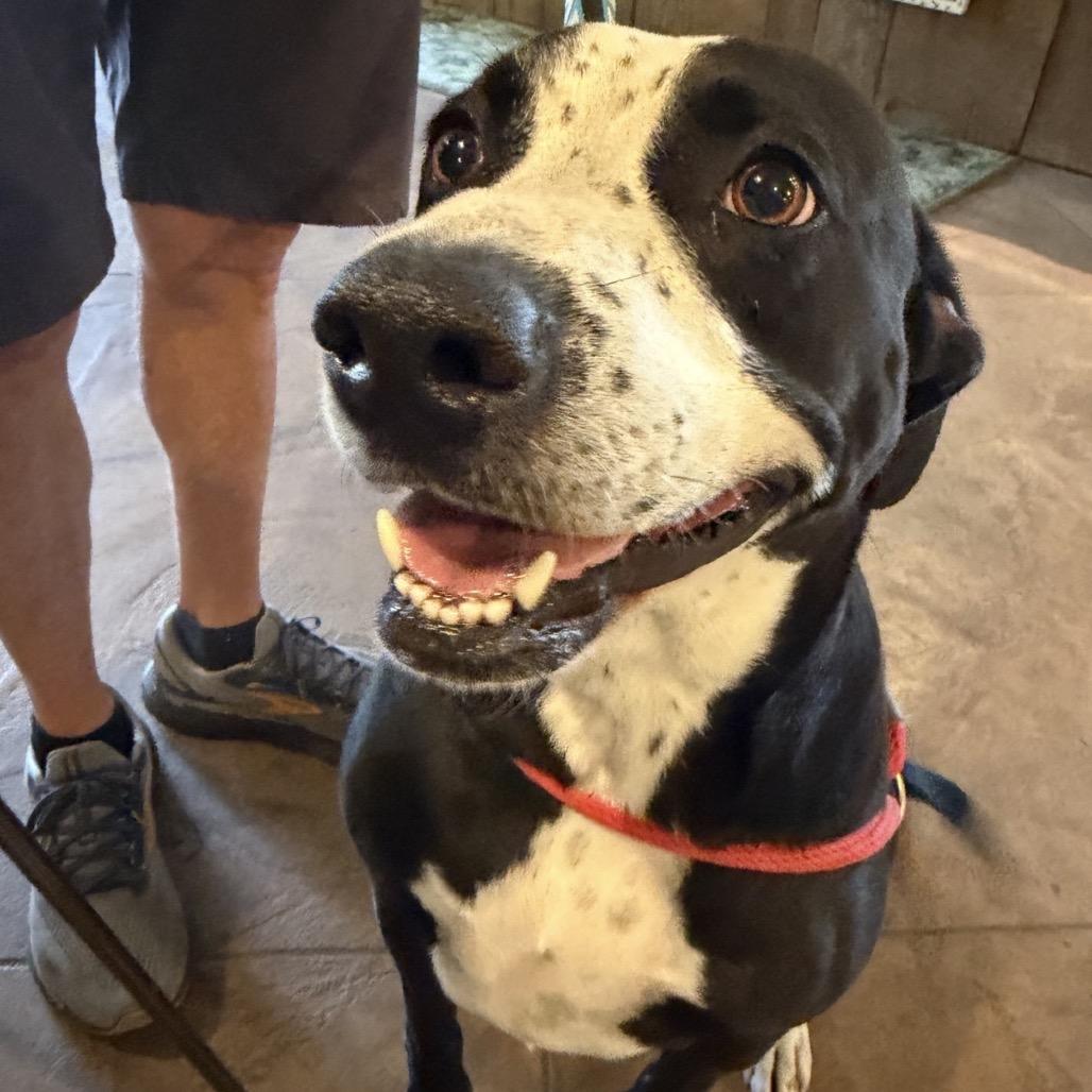 Enlarge Tina, a Adoptable Pit Bull Terrier in Newport, NC image 2/5
