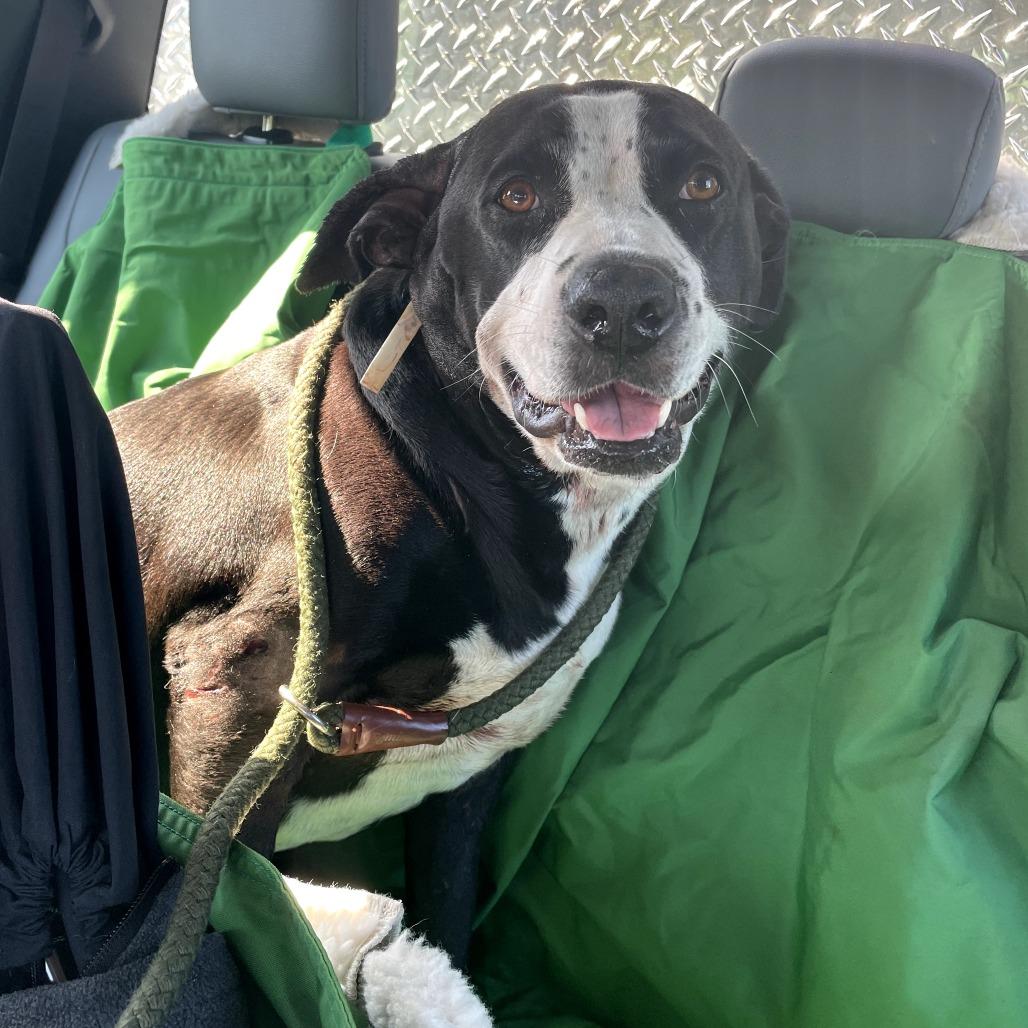 Enlarge Tina, a Adoptable Pit Bull Terrier in Newport, NC image 3/5