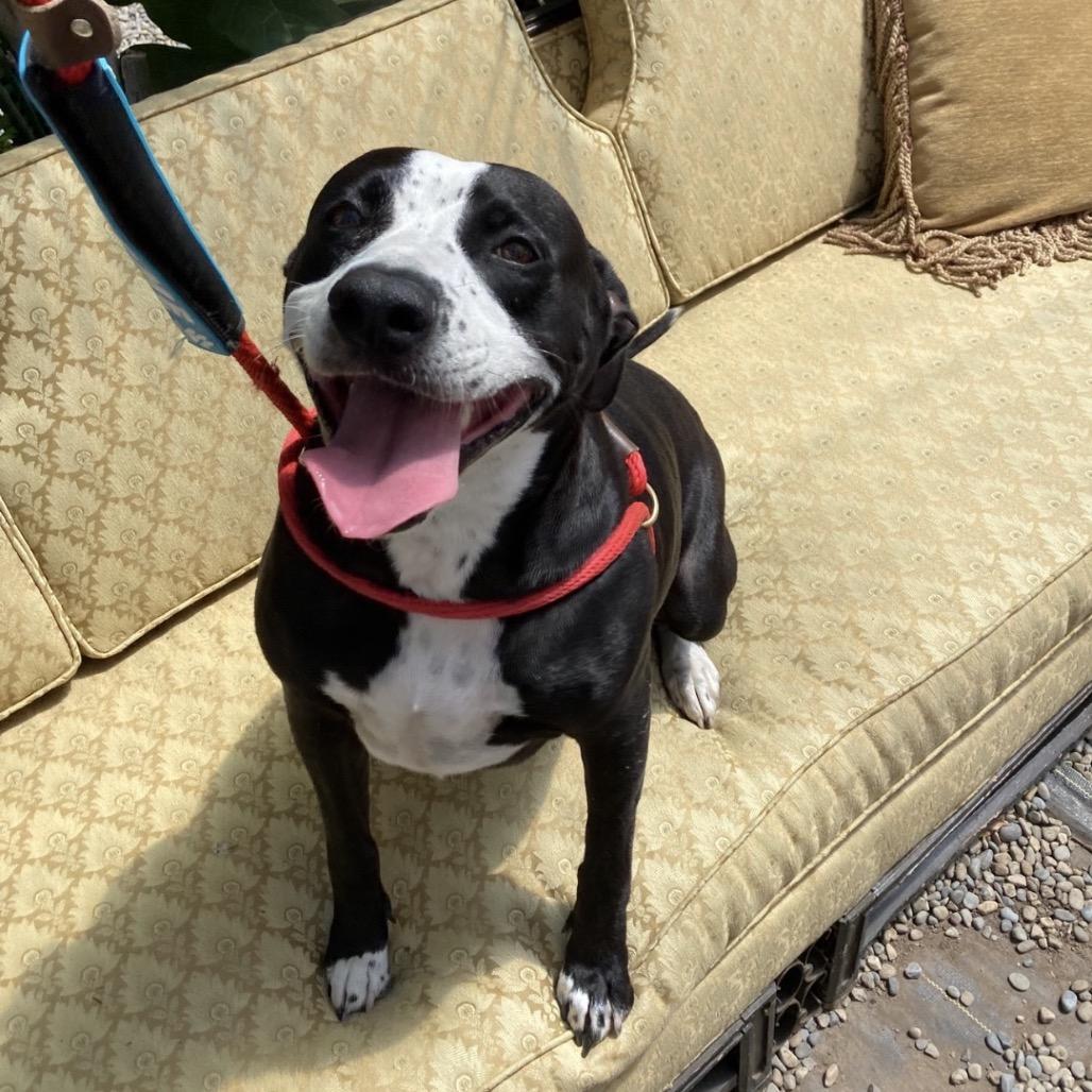 Enlarge Tina, a Adoptable Pit Bull Terrier in Newport, NC image 4/5