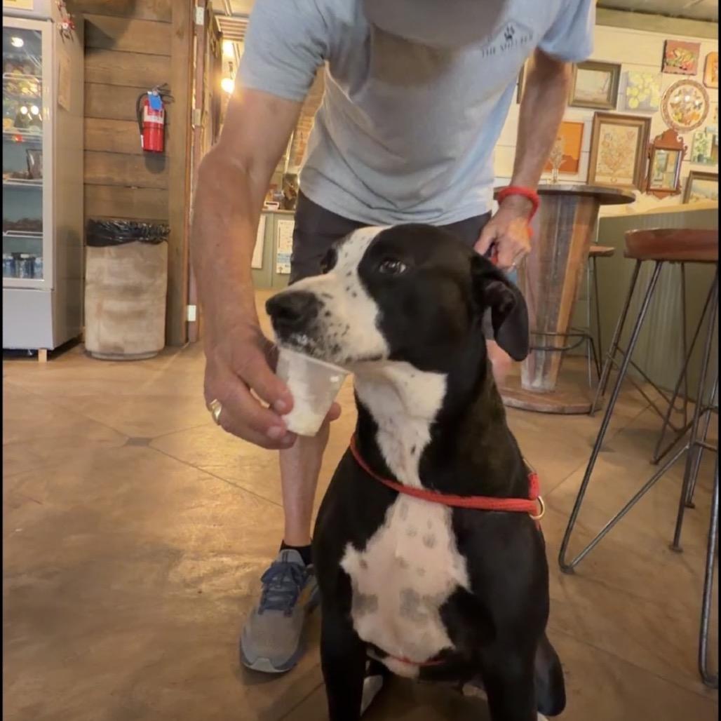 Enlarge Tina, a Adoptable Pit Bull Terrier in Newport, NC image 5/5