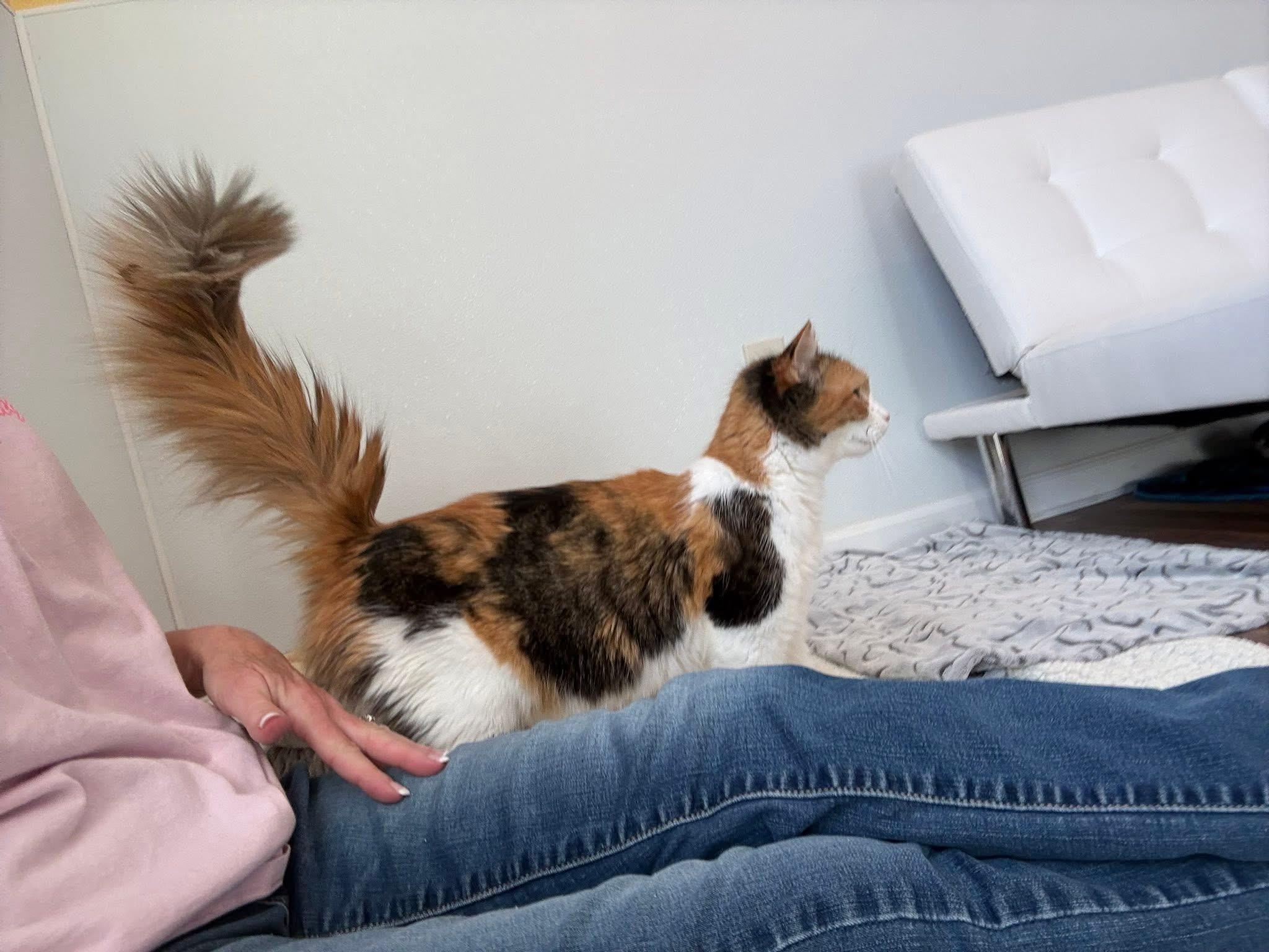 Enlarge Mama Boomchickapop, a ADOPTABLE Calico in Blanch, NC image 3/6