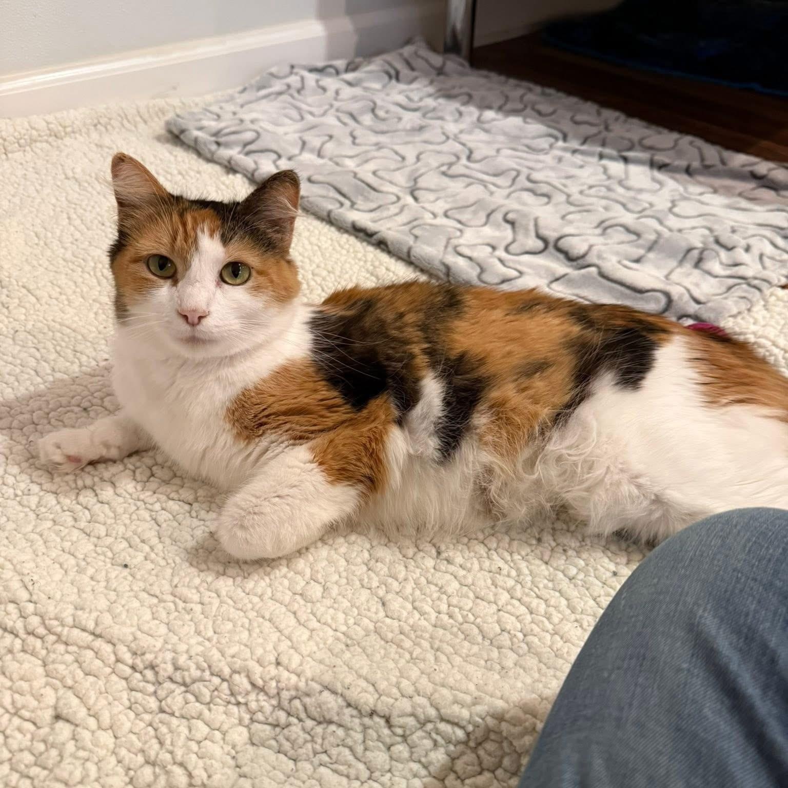 Enlarge Mama Boomchickapop, a ADOPTABLE Calico in Blanch, NC image 1/6