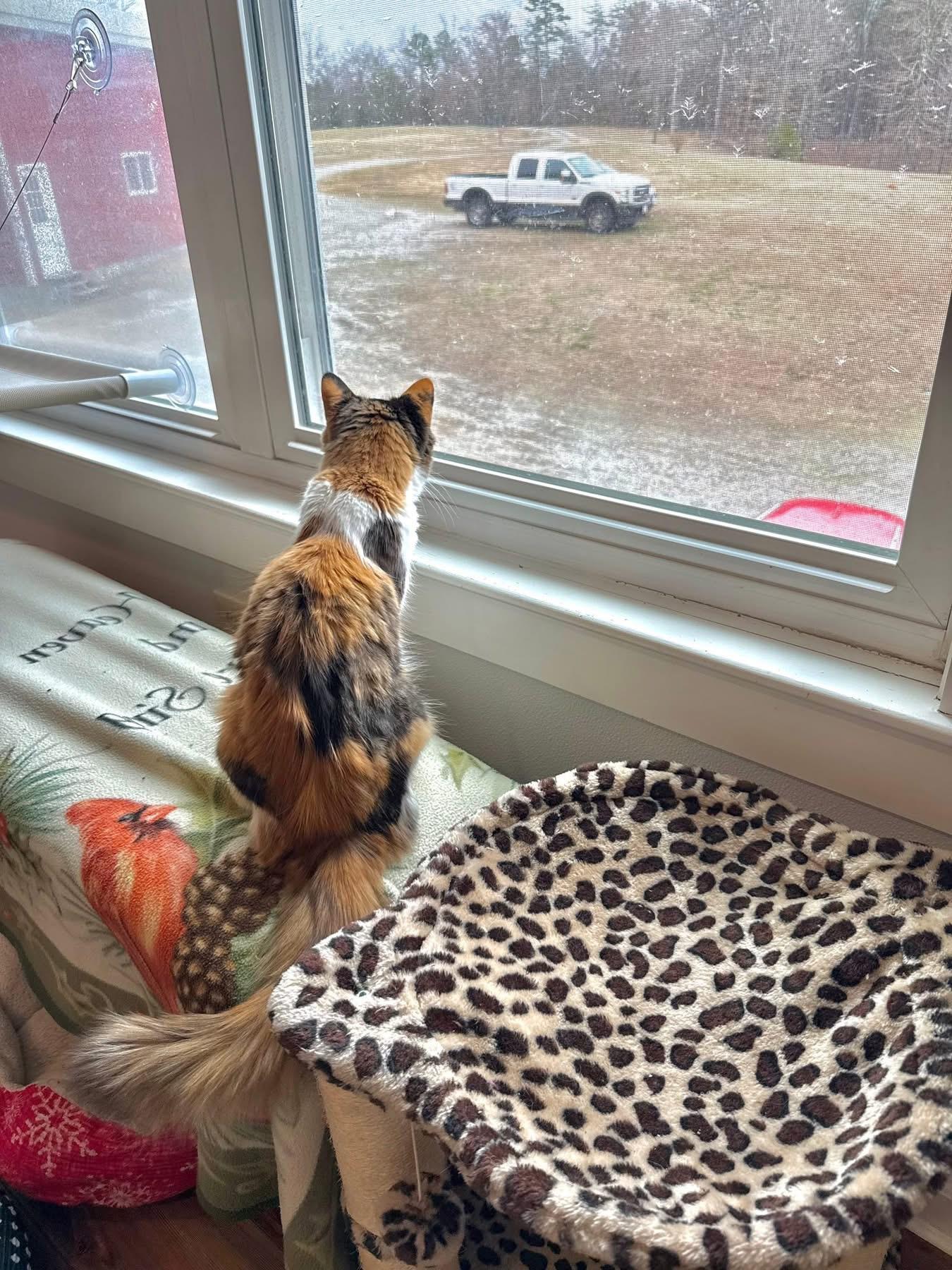 Enlarge Mama Boomchickapop, a ADOPTABLE Calico in Blanch, NC image 4/6