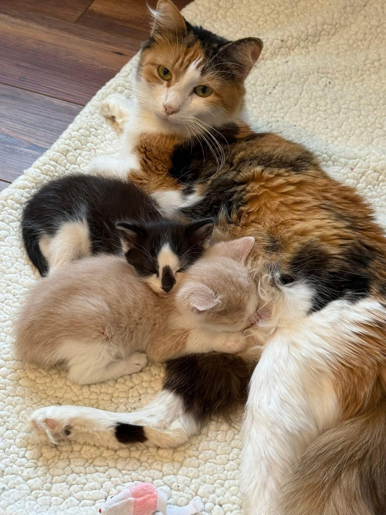 Enlarge Mama Boomchickapop, a ADOPTABLE Calico in Blanch, NC image 6/6